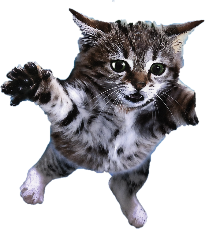 Underwater kitten